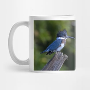 Belted Kingfisher - female (Ceryle alcyon) Mug